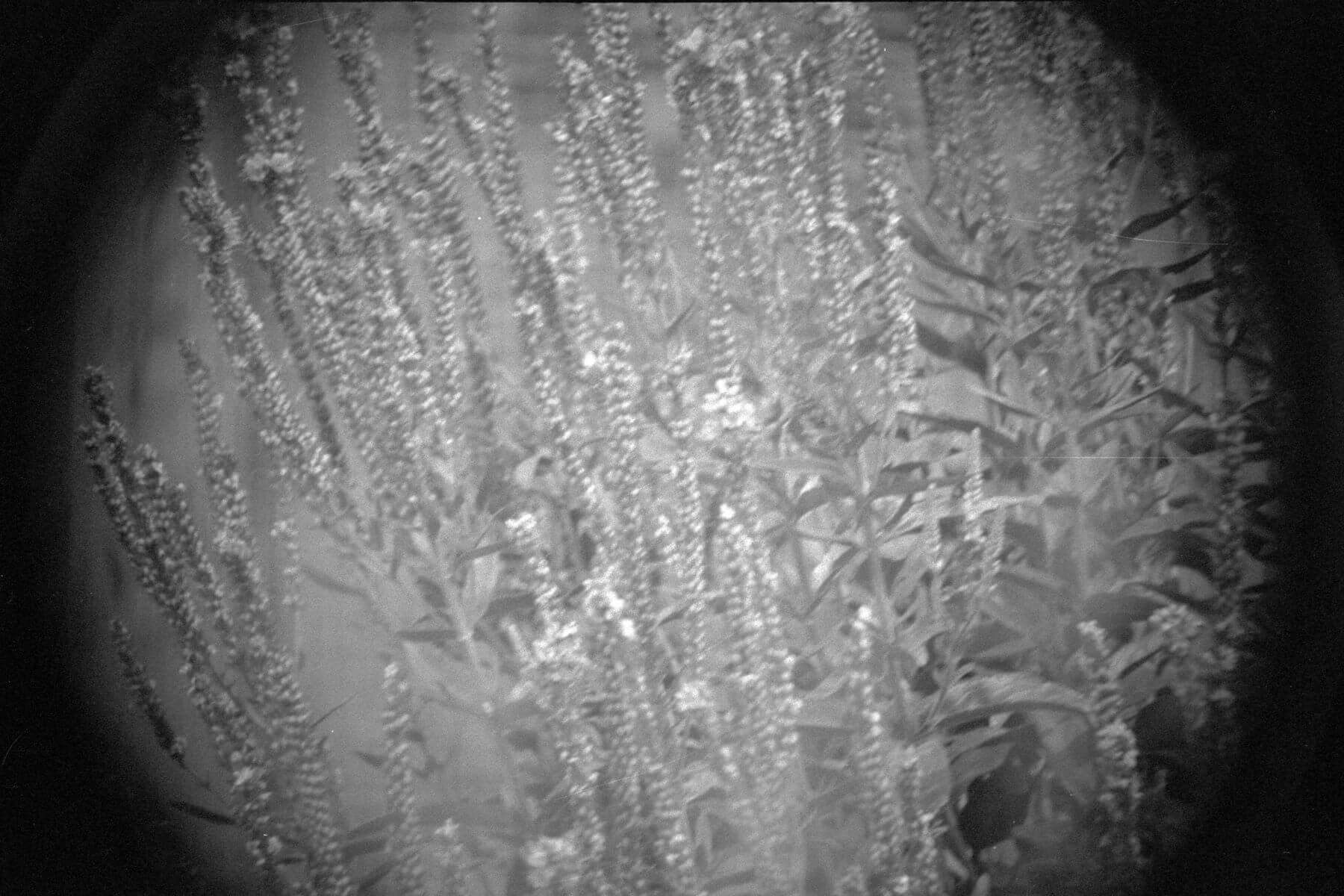 Garden scene