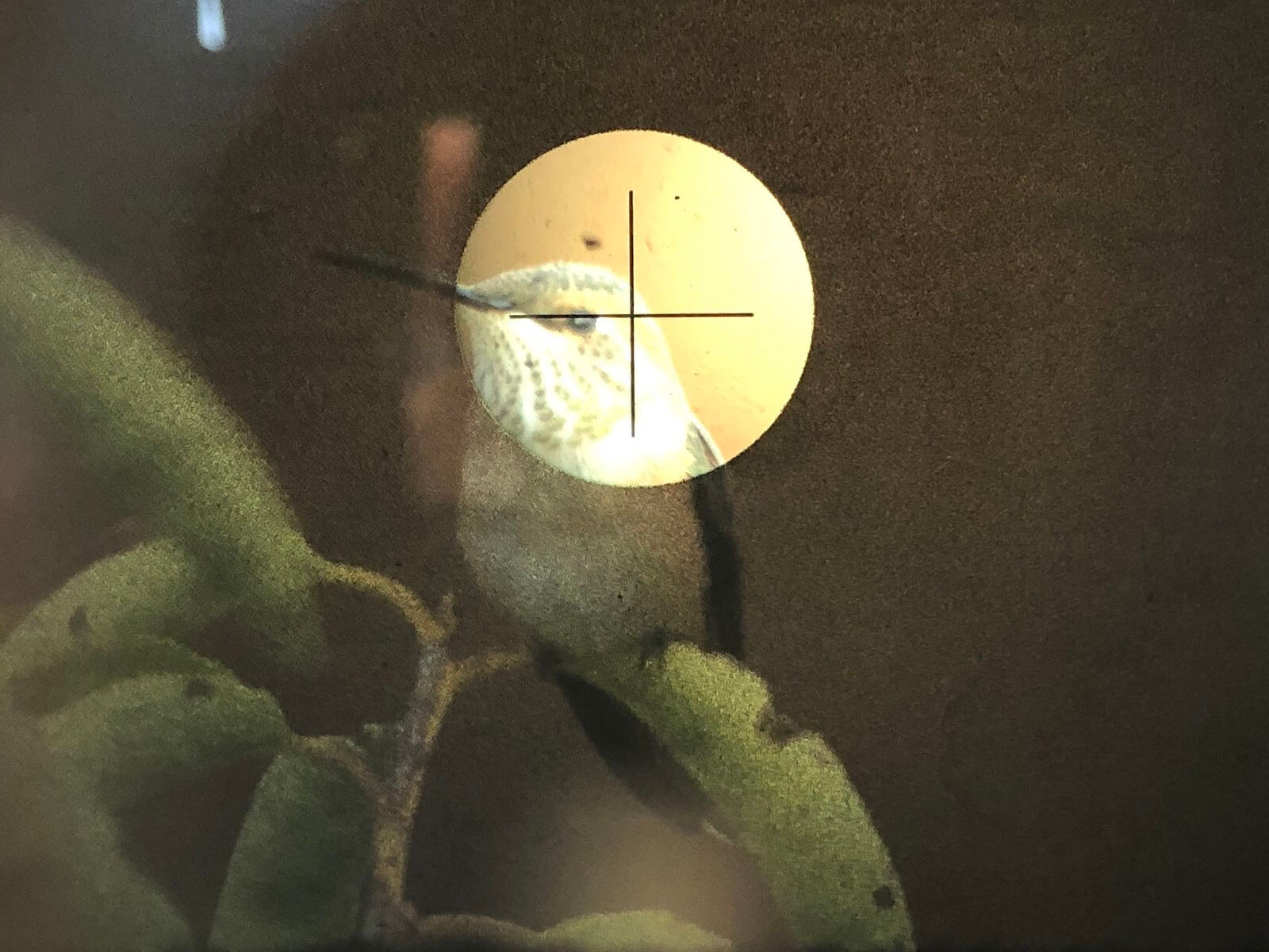 Hummingbird