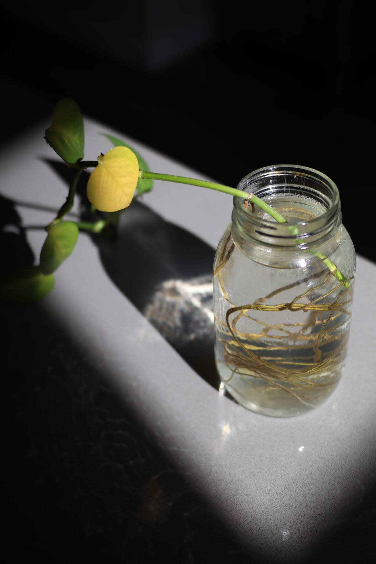 Plant in sunlight
