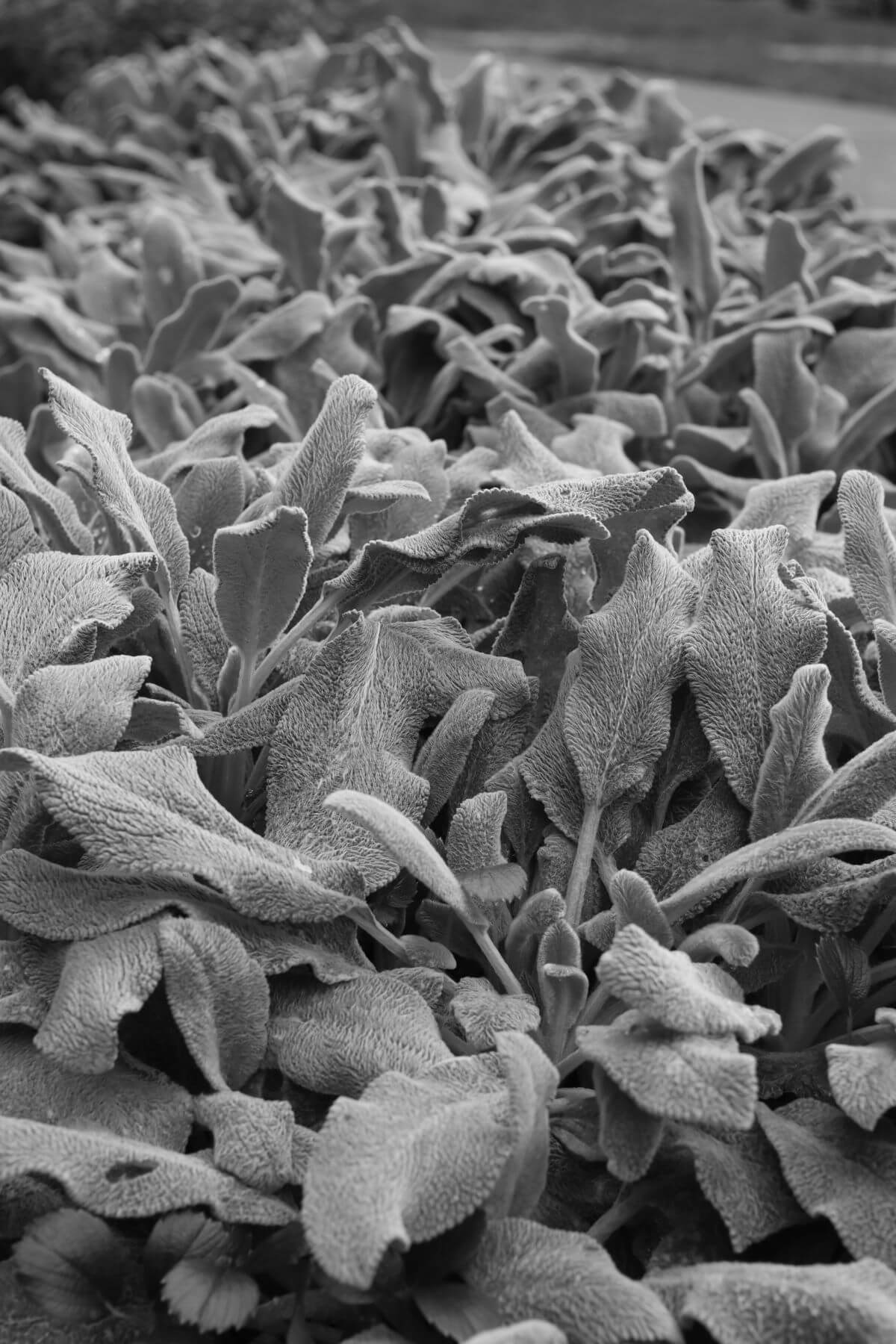 Fuzzy leaves