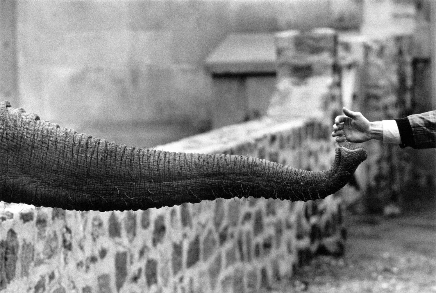 Garry Winogrand, Hand Feeding Elephant Trunk (1963)