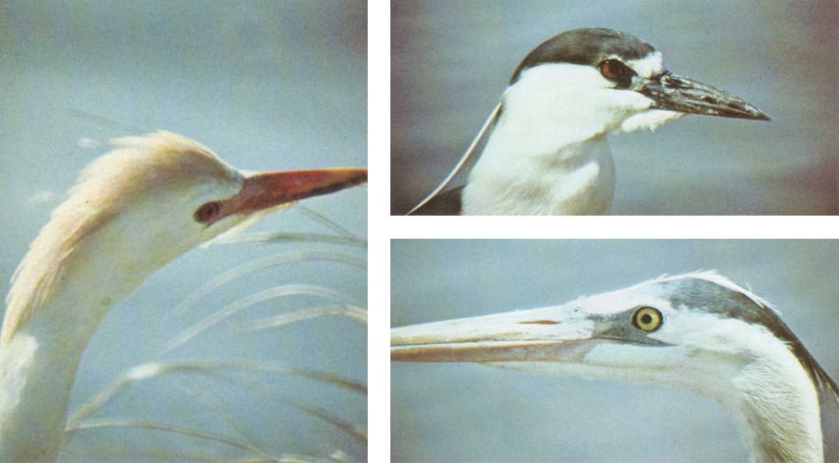 Nature images by Michael Clark in Questar&rsquo;s 1972 booklet