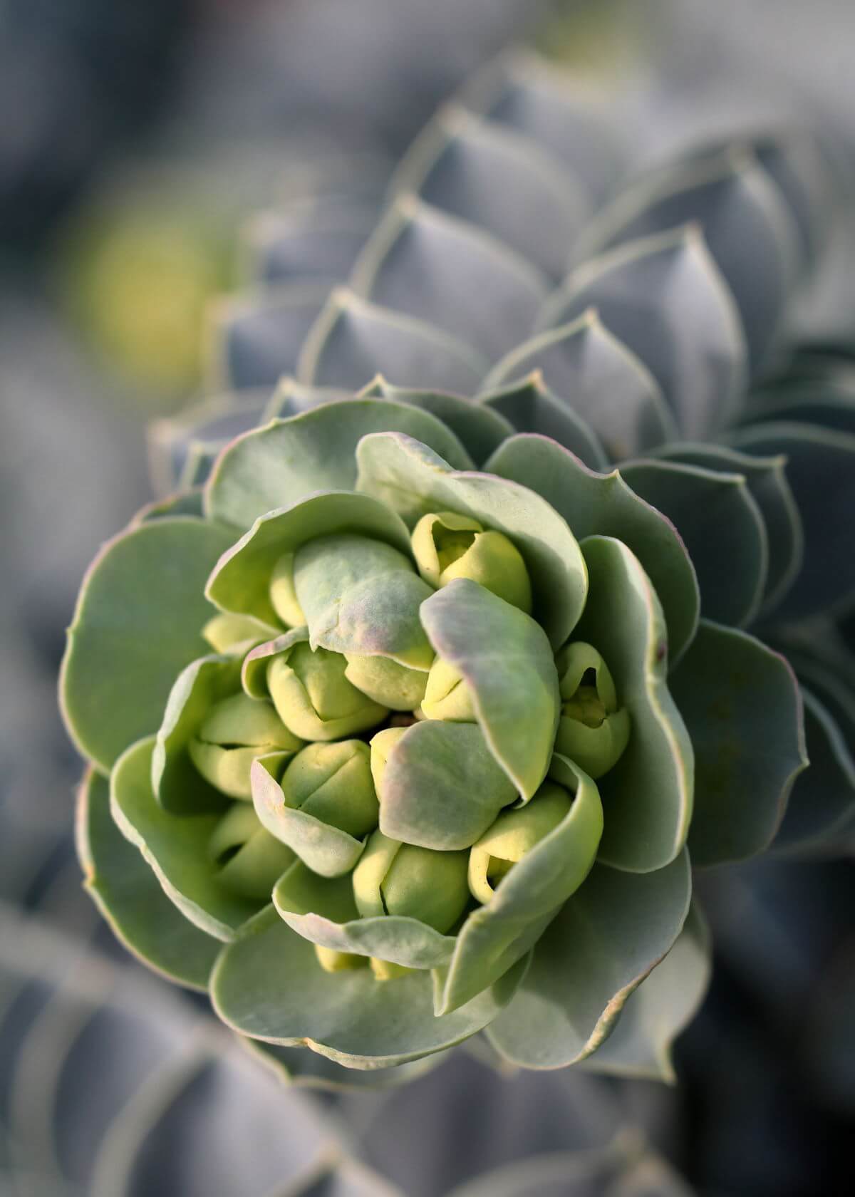 <em>Euphorbia myrsinites</em>, a.k.a. myrtle spurge