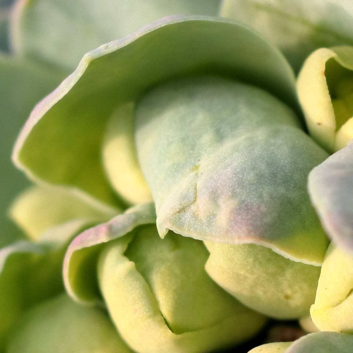 100% crop of <em>Euphorbia myrsinites</em>, a.k.a. myrtle spurge